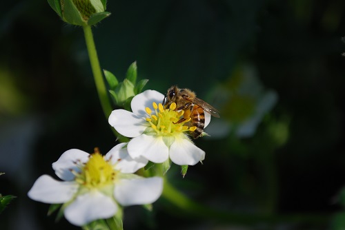 いちごの花開花